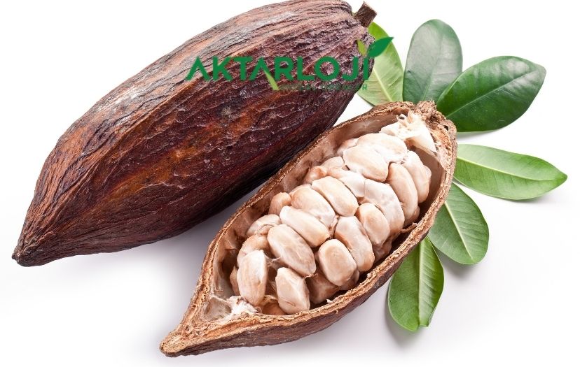 kakao-yagi-faydalari-2.jpg