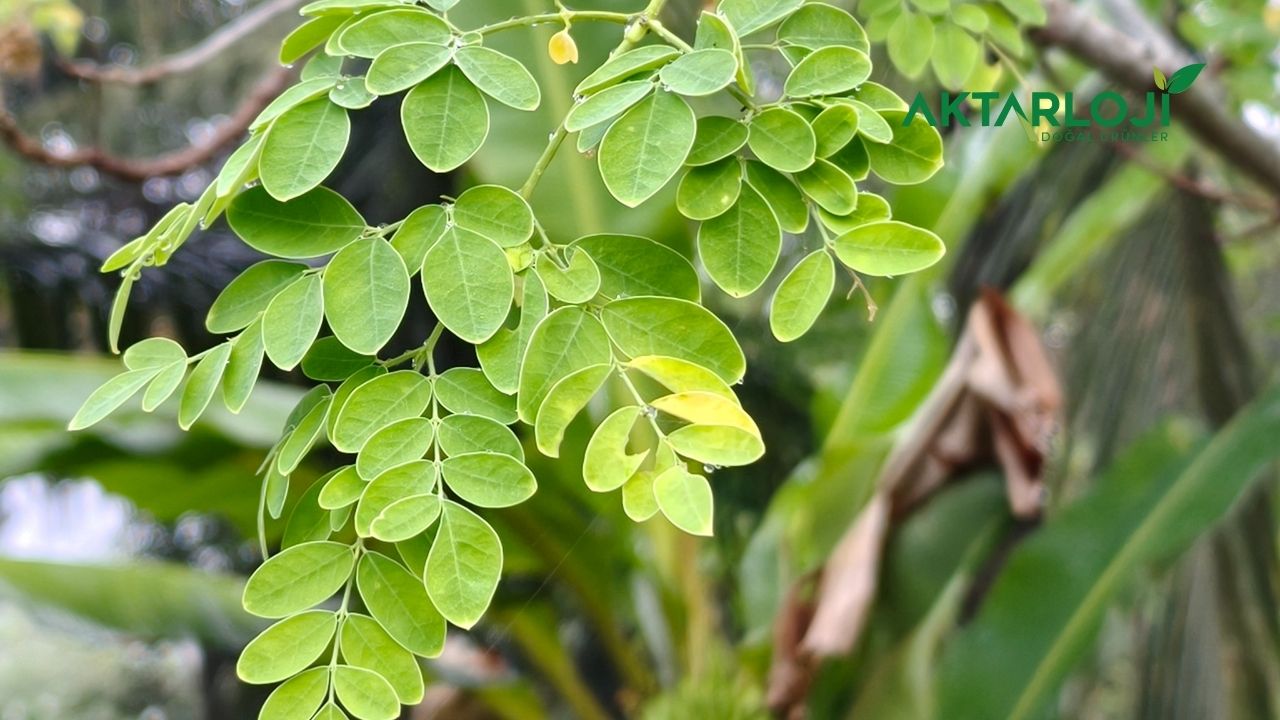 moringa-tozu-nedir-2.jpg
