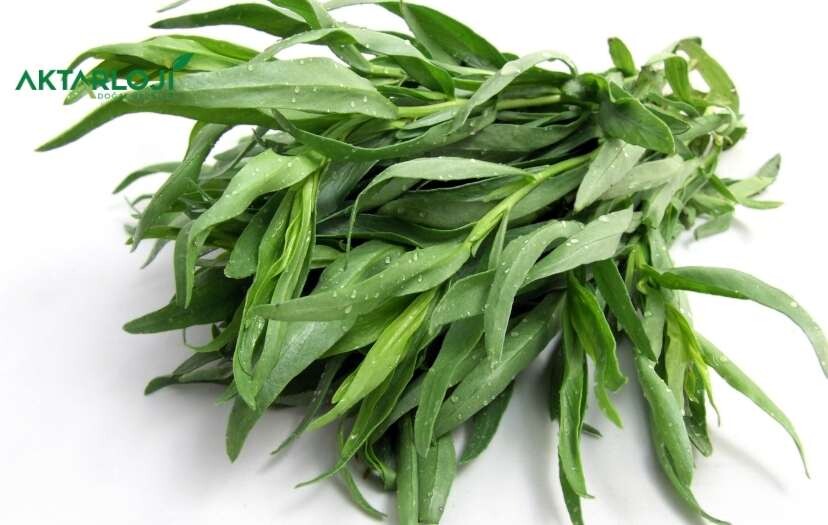 Tarhun Otu Nedir? Tarhun Otu Faydaları