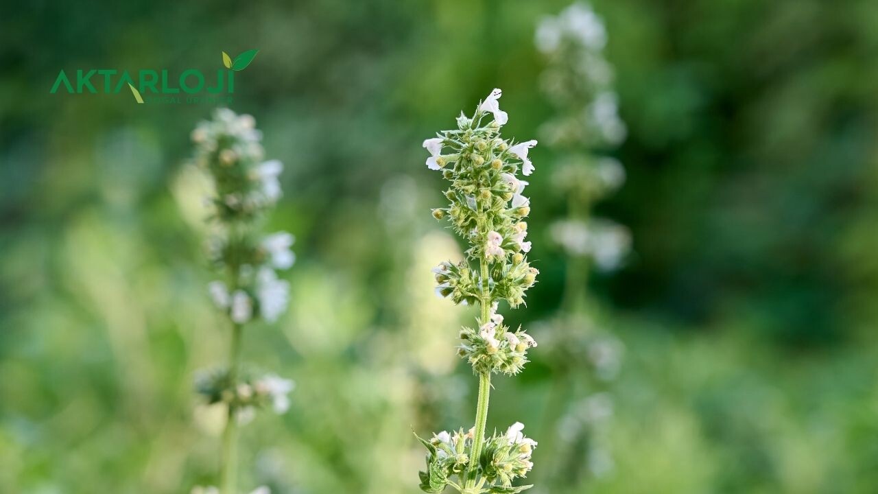 Kedi Otu Çayı Ne Zaman İçilir?