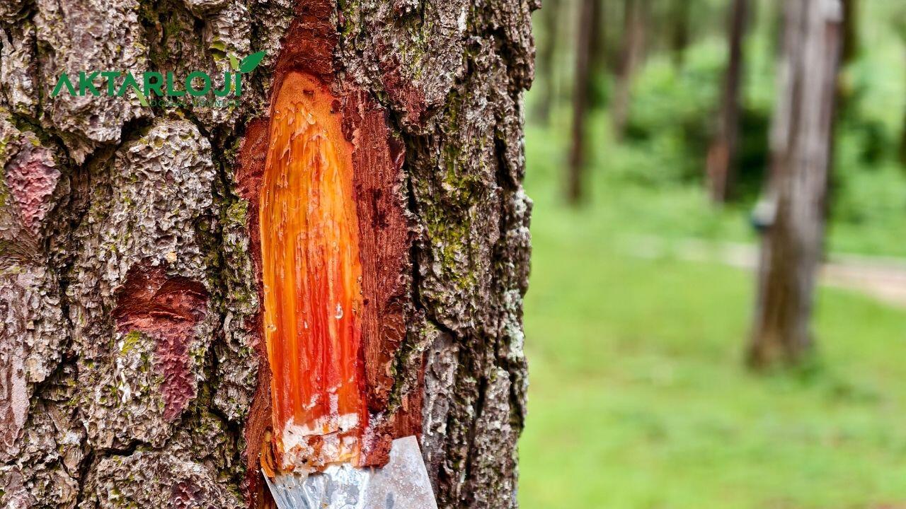 Çam Sakızı Kullanım Alanları Nelerdir? Çam Sakızı Nasıl Kullanılır?