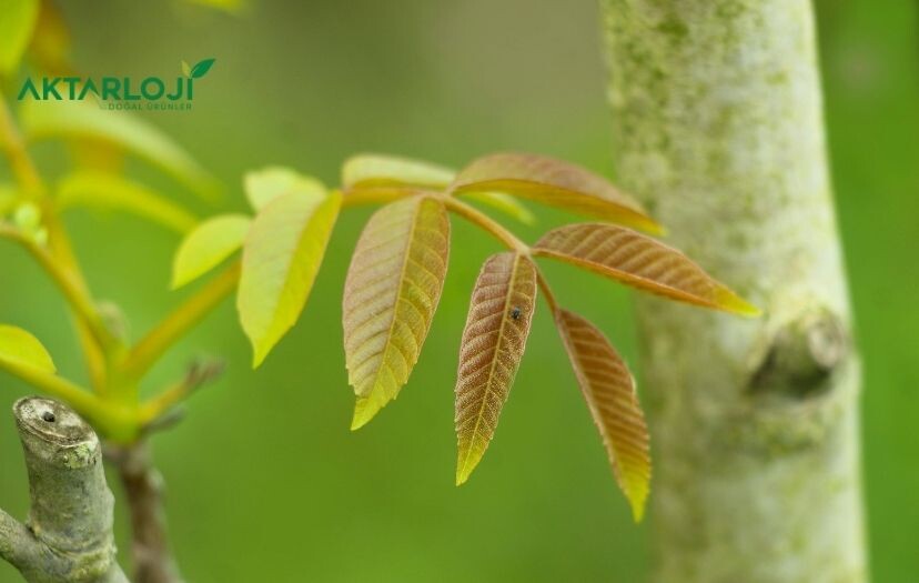 Ceviz Yaprağı Ne İşe Yarar? Ceviz Yaprağı Faydası