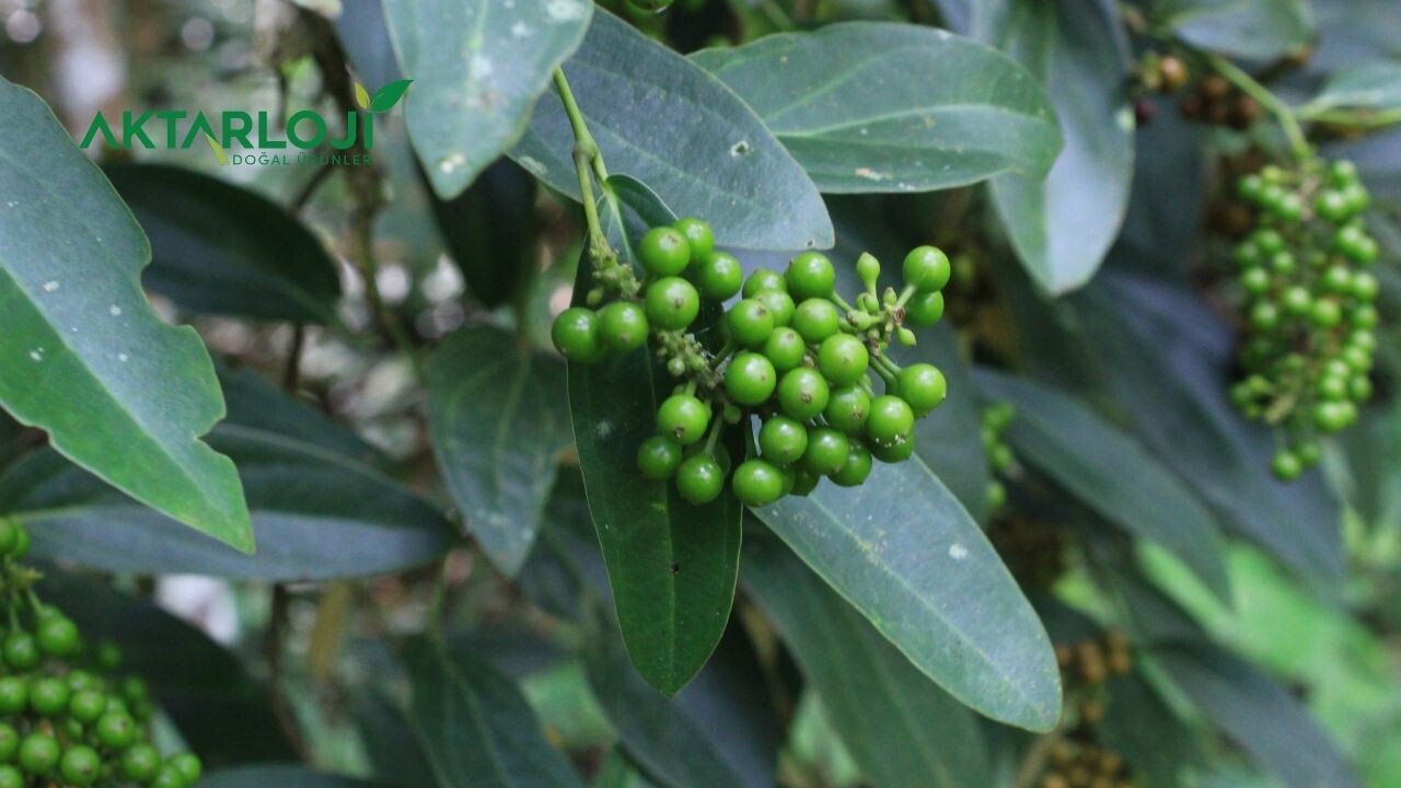Kebabiye Tohumu Nasıl Tüketilir? Kebabiye Nasıl Yenir?