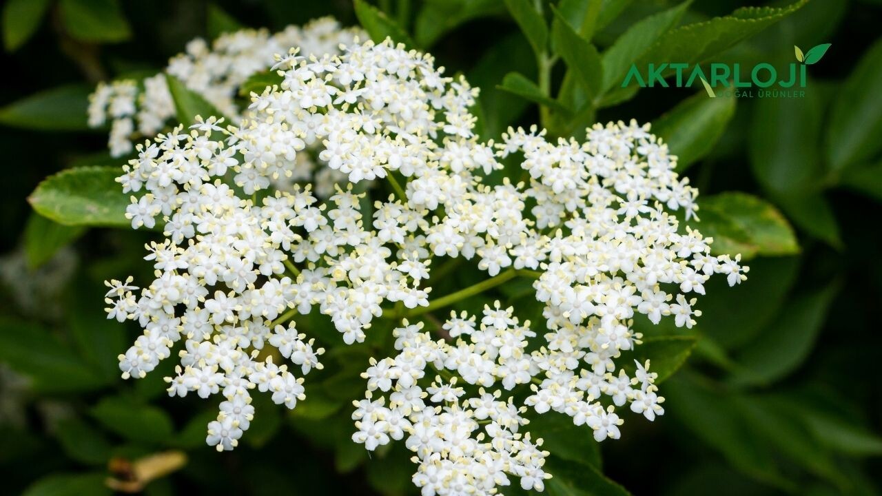 Mürver Çiçeği Gribe İyi Gelir mi? Mürver Çiçeği Faydaları Nelerdir?