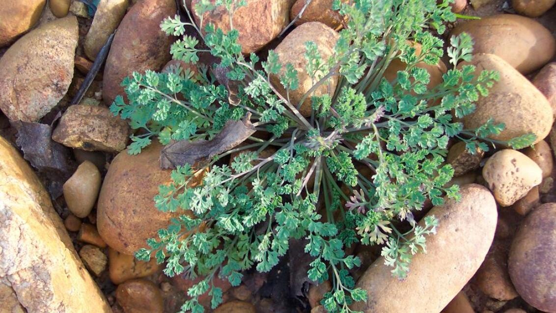 Şahtere Hakkında Bilinmesi Gereken Her Şey Bu Yazıda