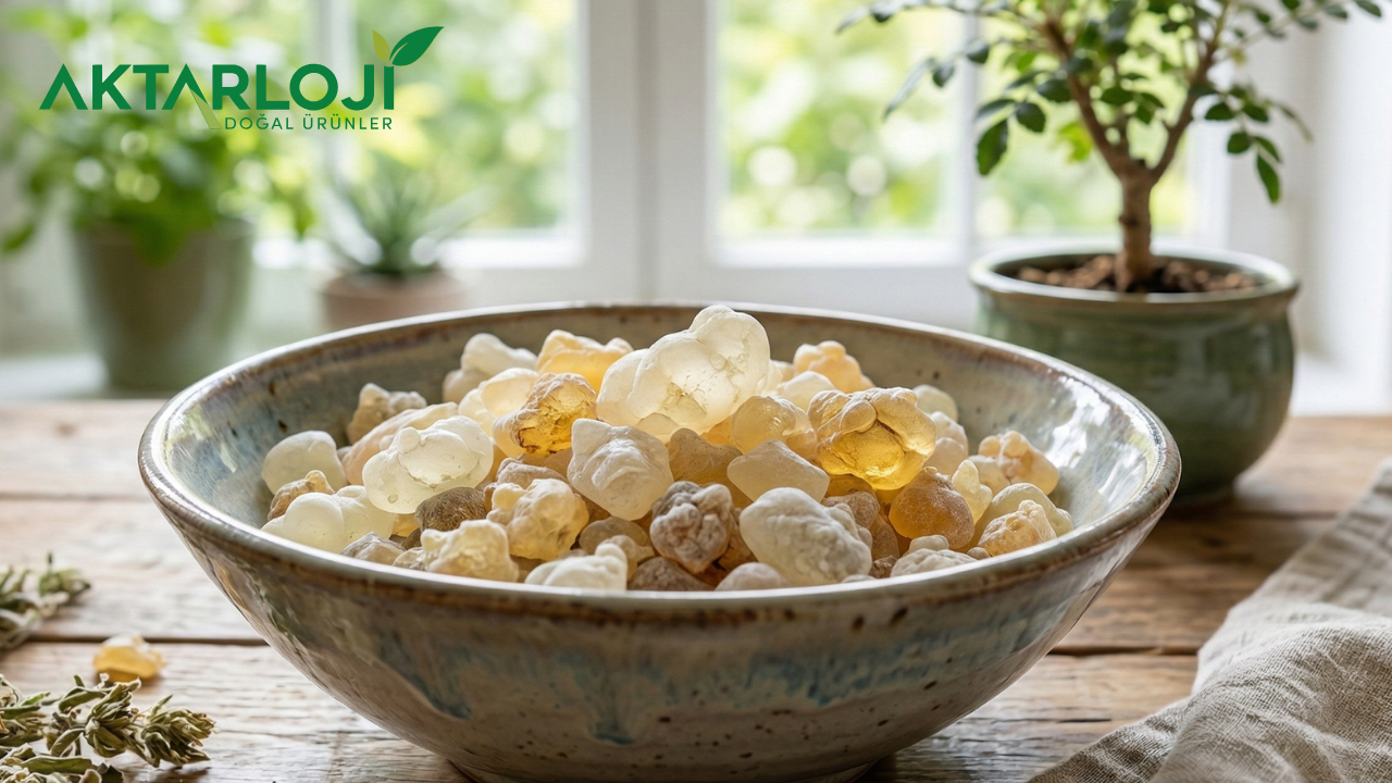 Akgünlük Sakızı Diş Etine İyi Gelir mi? Diş Eti için Faydaları Nelerdir?