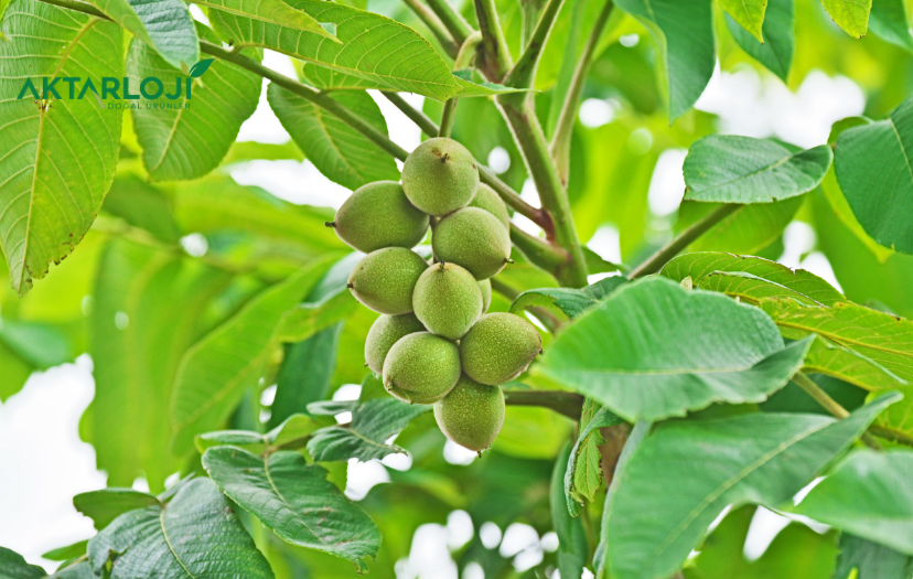 Kurutulmuş Ceviz Yaprağının Faydaları