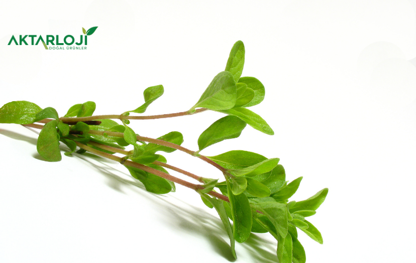 Mercanköşk Nedir? Mercanköşk Nerelerde Kullanılır?