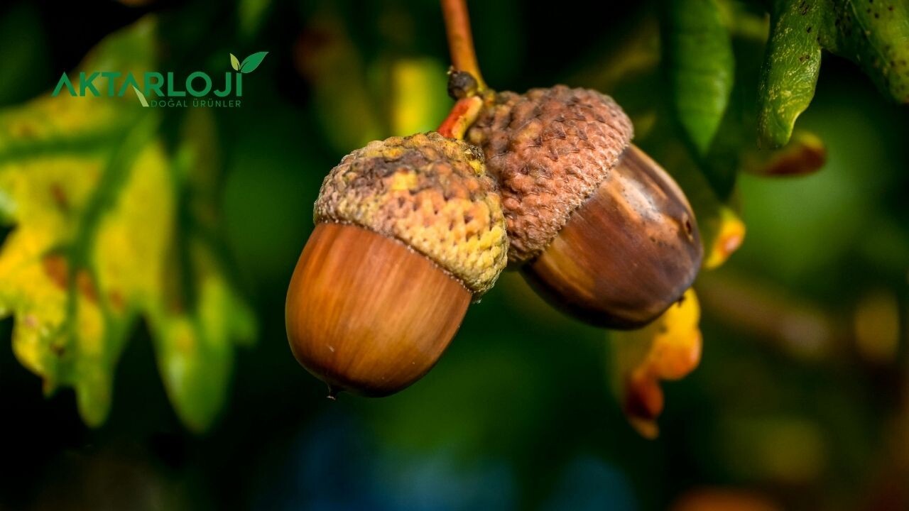 Meşe Mazısı Hangi Hastalıklara İyi Gelir? Mazı Nasıl Kullanılır?