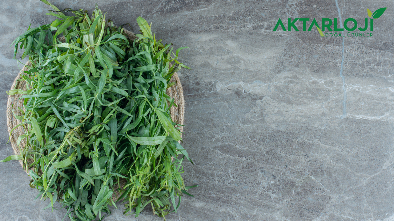 Acı Yavşan Otu Faydaları: Neye İyi Gelir? Nasıl Kullanılır?
