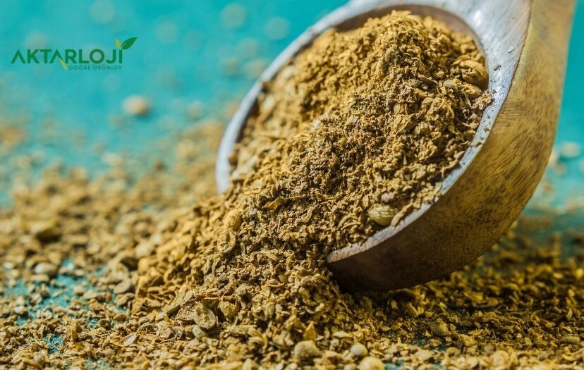 Poy Otu Nedir, Neye İyi Gelir? Poy Otu Faydaları