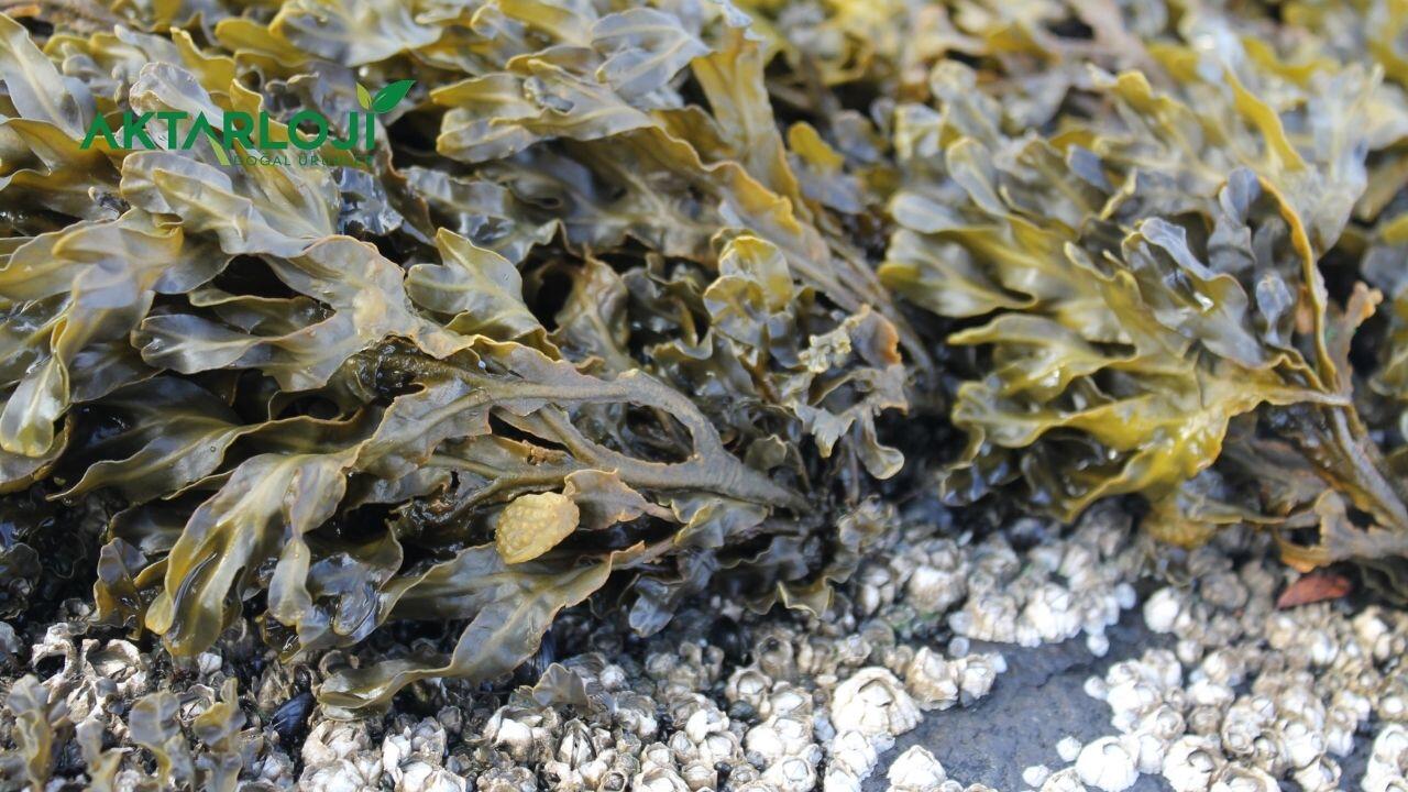 Deniz Kadayıfı Nasıl İçilir? Deniz Kadayıfı Kullanımı Nasıl Olmalı? (Sea Moss)