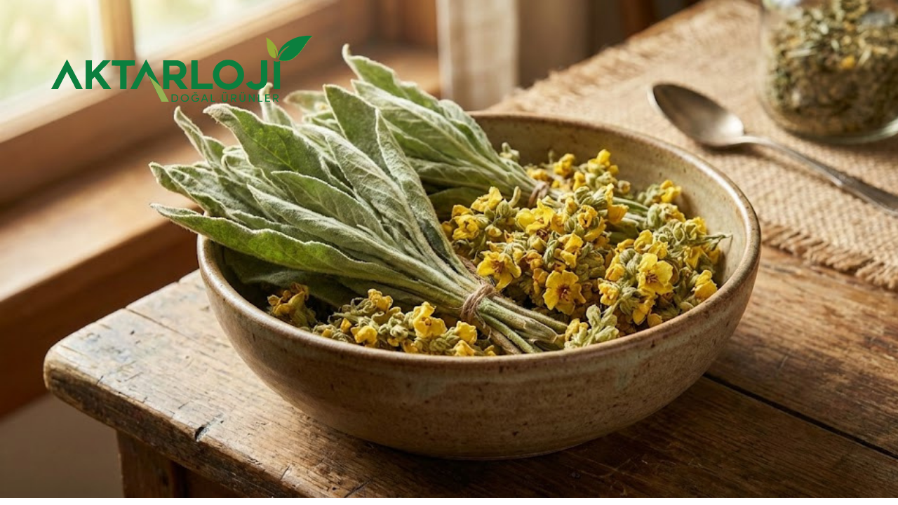 Sığır Kuyruğu Otu Faydaları: Solunum Yollarından Cilde Kanıtlanmış Etkileri