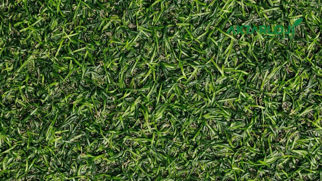 Cüce Palmiye Otu Faydaları Nelerdir? Cüce Palmiye Ne İşe Yarar?