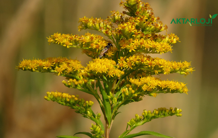 Altınbaşak Otu Nasıl Kullanılır?