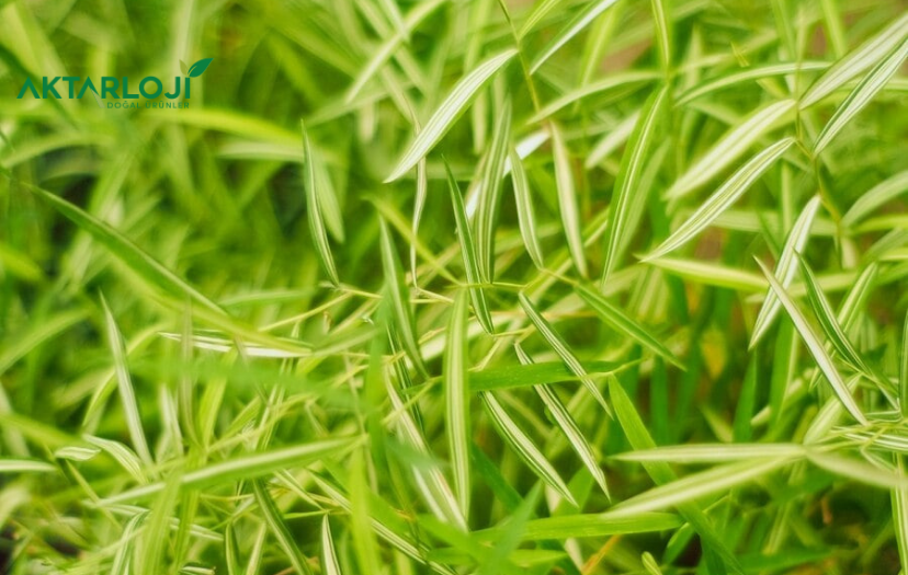 Yoğurt Otu Nedir? Yoğurt Otu Neye İyi Gelir?