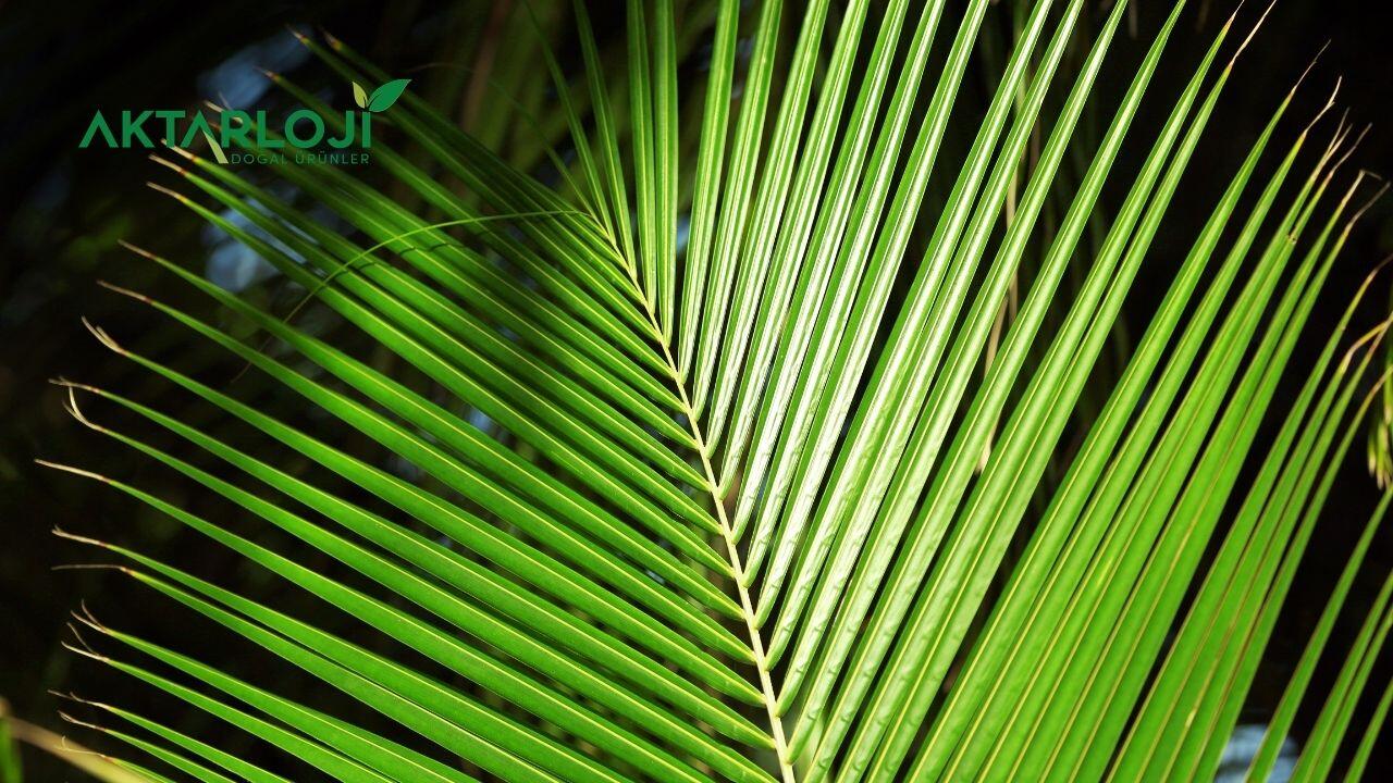 Cüce Palmiye Otu Ne için Kullanılır? Cüce Palmiye Yararları Nelerdir?
