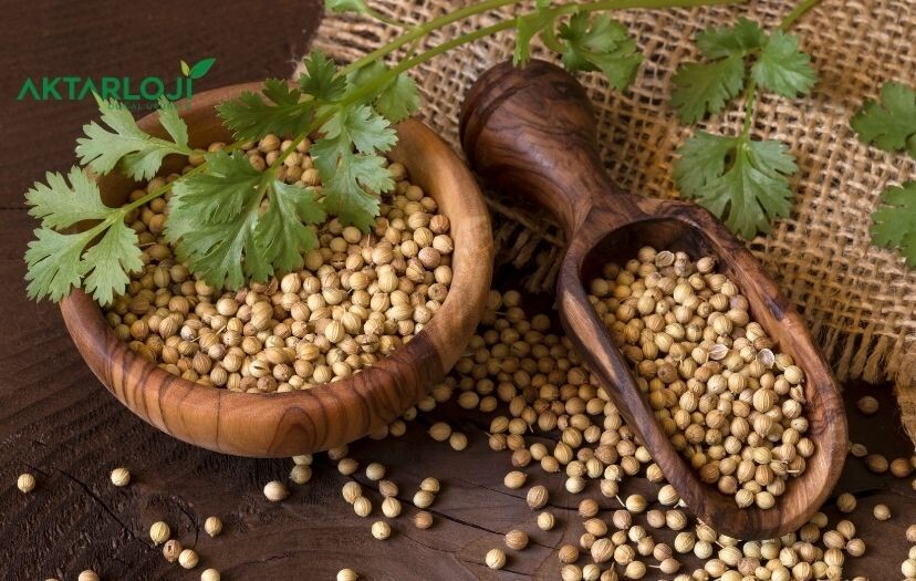 Kişniş Nedir, Faydaları Nelerdir? Kişniş Nasıl Kullanılır?