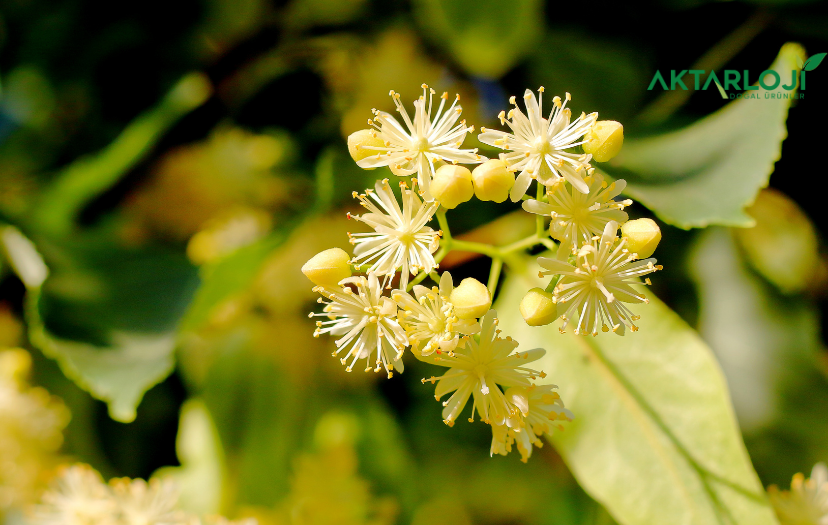 Ihlamur Tozu Neye İyi Gelir?