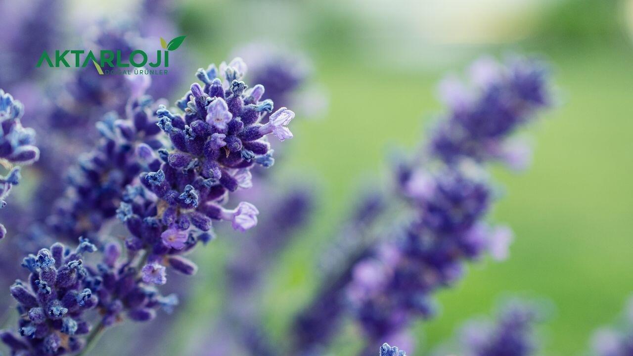 Karabaş Otu Çayını Kimler Kullanamaz? Karabaş Otu Çayı Zararları Nelerdir?