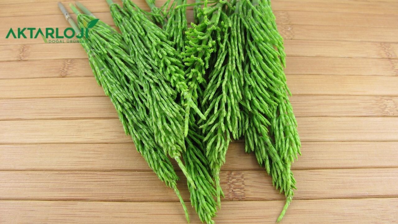 Kırkkilit Otu Faydaları Nelerdir? Kırkkilit Otu Ne İşe Yarar?