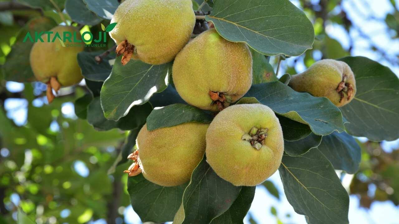 Ayva Yaprağı Kaynatıp İçmek Neye İyi Gelir? Ayva Yaprağının Yan Etkileri Nelerdir?