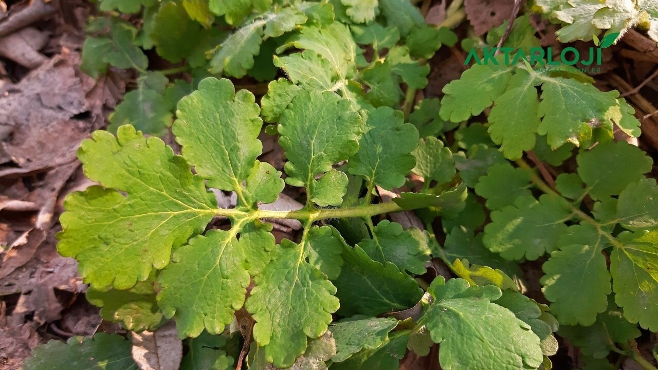 Kırlangıç Otu Göz için Nasıl Kullanılır? Kırlangıç Otu Göze Faydaları Nelerdir?