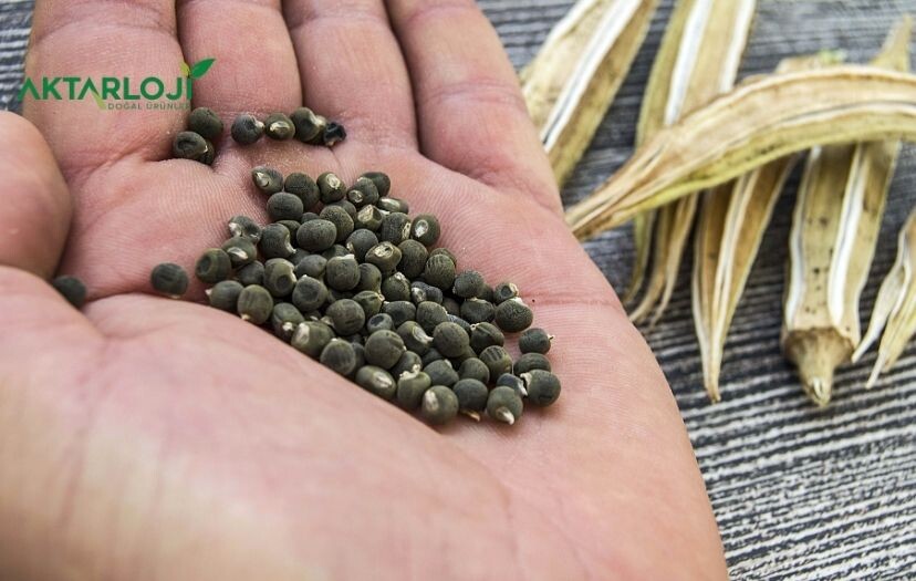 Bamya Tohumu Diz İçin Nasıl Kullanılır?