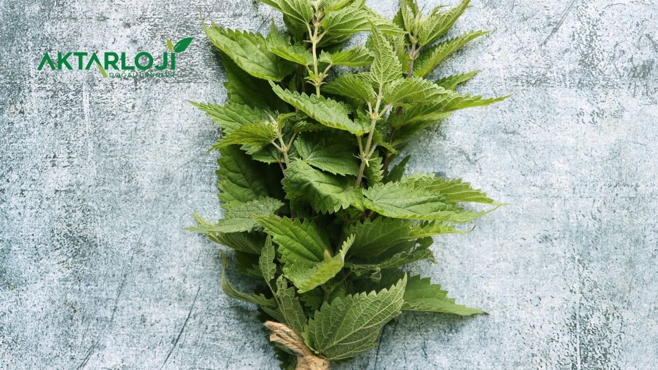 Isırgan Otu Prostat İçin Nasıl Kullanılır?