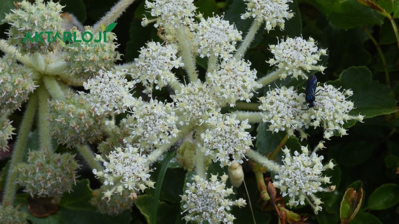 Pelin Otu Neden Yasak? Pelin Otu Yasak mı?