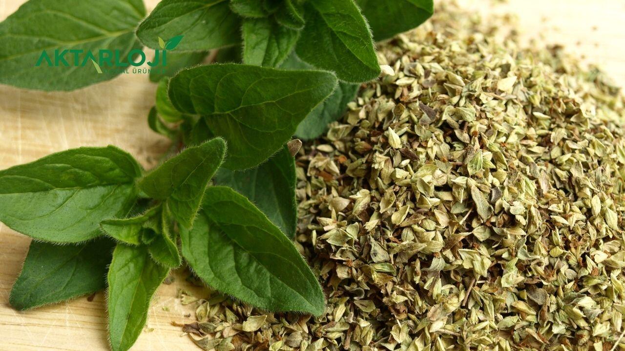 Kekik Hangi Rahatsızlıklara İyi Gelir? Kekik İçmenin Faydası Nedir?