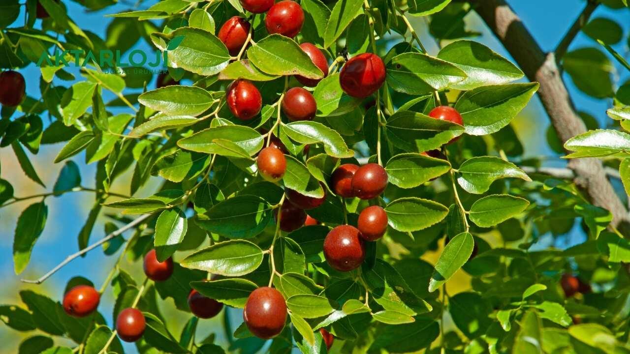 İğde Yaprağı Ne İşe Yarar? Kuru İğde Yaprağı Çayı Nasıl Yapılır?
