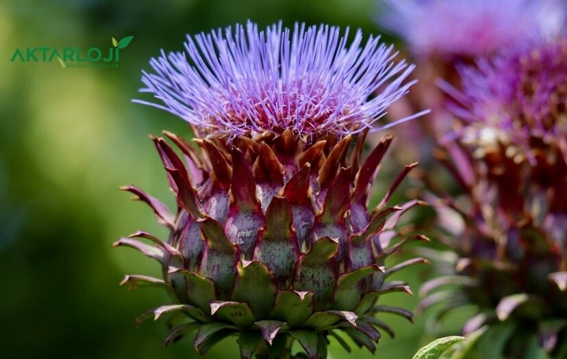 Enginar Kabuğu Faydaları Nelerdir? Enginar Kabuğu Neye İyi Gelir?