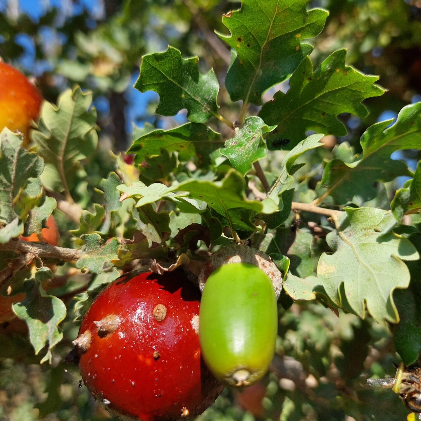 Meşe mazısı nedir? Meşe mazısı ne işe yarar?