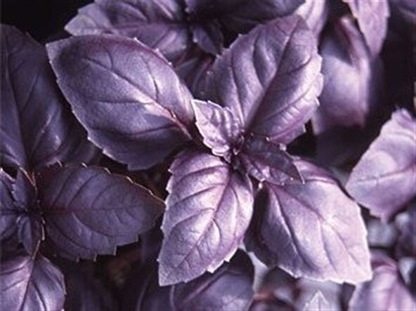 Mor Reyhan /Fesleğen Kurusunun Faydaları 