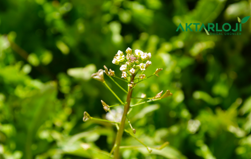 Çoban Çantası Otu Nedir? Faydaları Neler? Neye İyi Gelir?