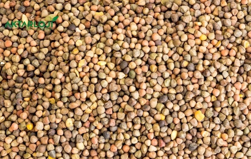 Burçak Tohumu Zayıflatır mı? Kilo Verdirir mi?