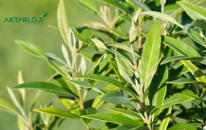 Mersin Yaprağı Neye İyi Gelir? Yararları Neler?