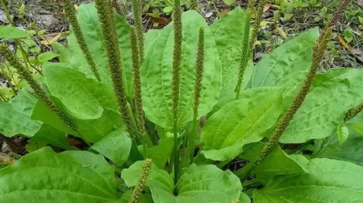 Sinir Otu Mide İçin Nasıl Kullanılır?