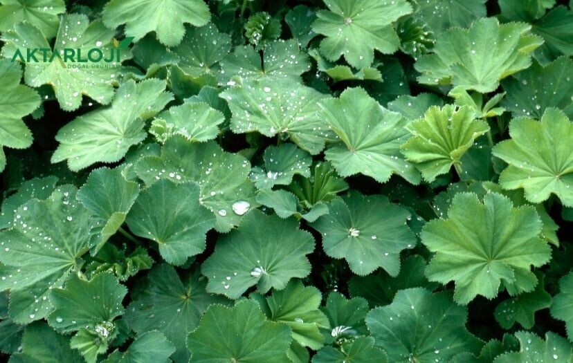 Aslan Pençesi Otu Nedir? Faydaları, Aslan Pençesi Otu Kullanım Şekilleri