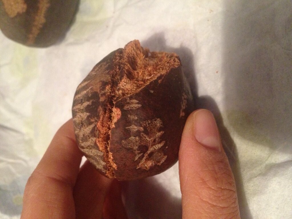 Adem Elması Meyvesi Nedir? Faydaları Nelerdir? Nasıl Kullanılır? (Mekke Cevizi)