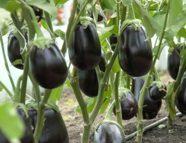 Topak Patlıcan Tohumu Nedir? Özellikleri Nelerdir?