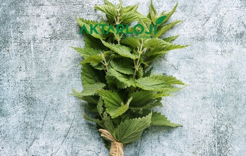 Isırgan Otu Faydaları Nedir? Isırgan Otu Neye İyi Gelir?