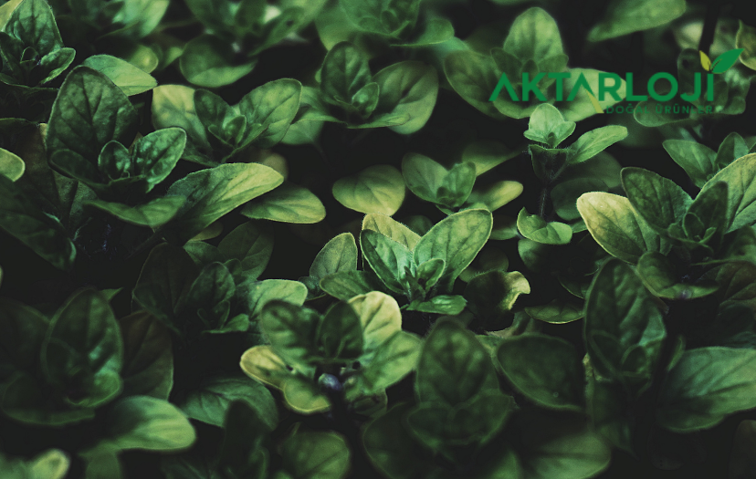 Sidr Yaprağı Nedir? Sidr Yaprağı Tozu Ne İşe Yarar?