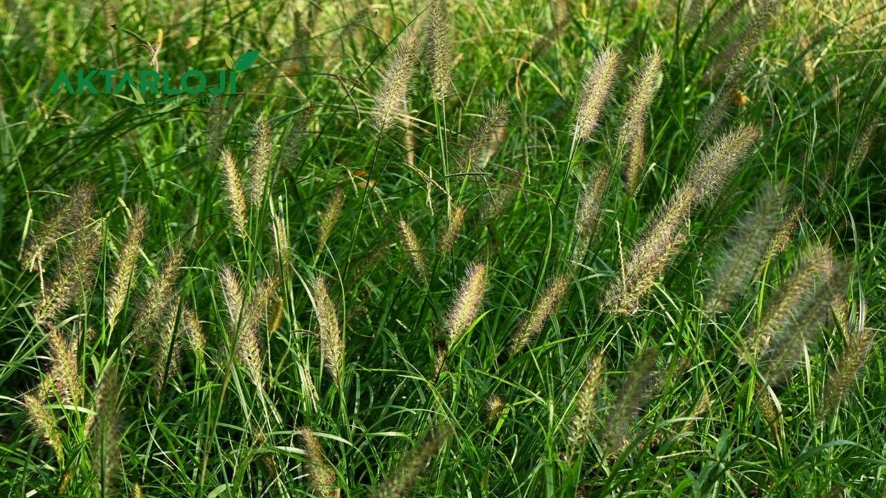 Ayrık Otu Kökü Neye İyi Gelir? Ayrık Otu Faydaları Nelerdir?