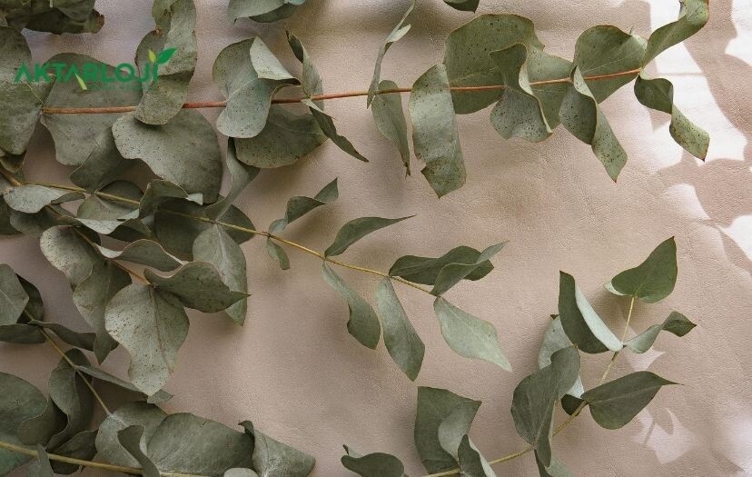 Okaliptüs Yaprağı Nedir? Okaliptüs Kullanım Alanları