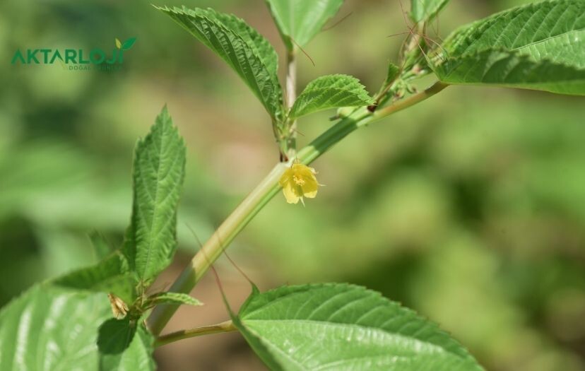 Hatmi Çiçeği Faydaları Nelerdir? Hatmi Çiçeği Neye İyi Gelir?