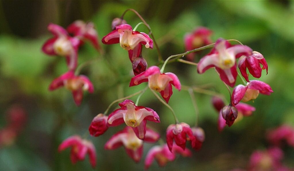 Azgın Teke Otu Nedir? Ne İşe Yarar? Faydaları Nelerdir? (Keşişkülahı)