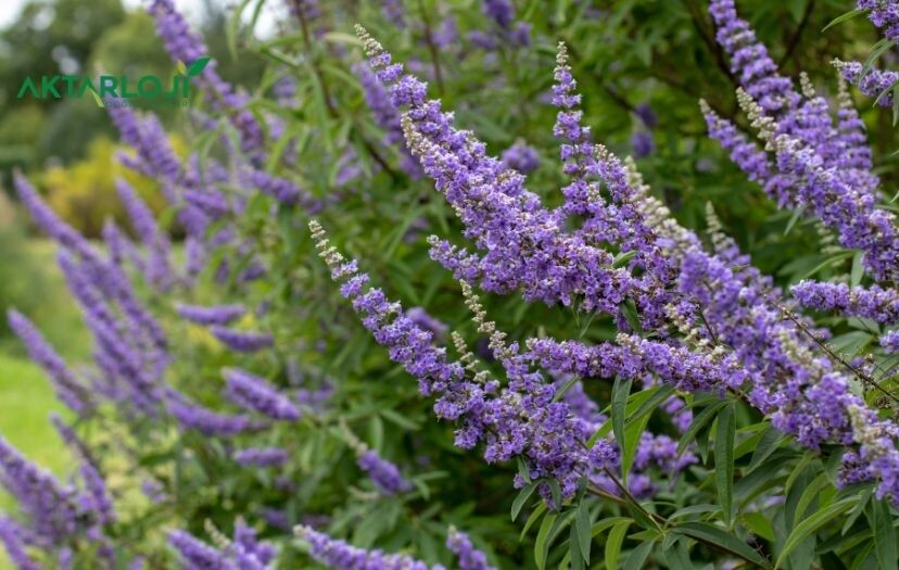 Hayıt Tohumu Ne İçin Kullanılır? Hayıt Tohumu Faydası