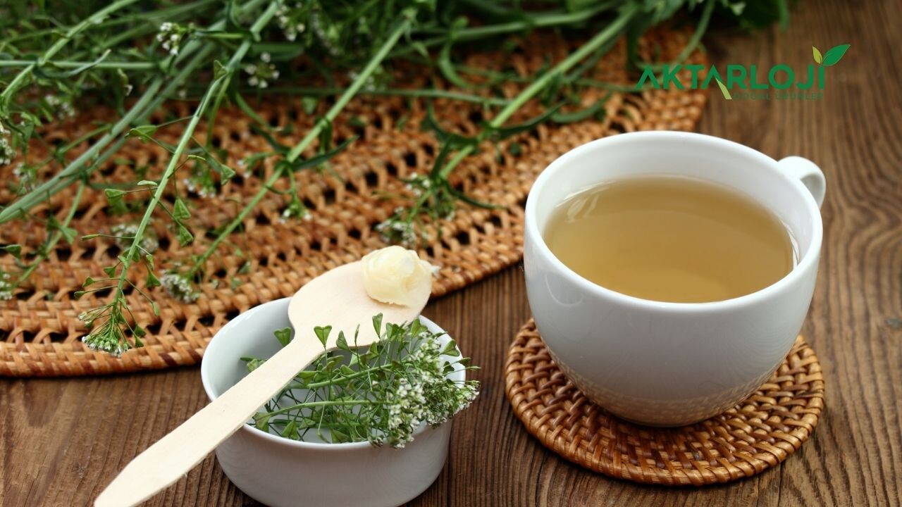 Çoban Çantası Otu Nasıl Kullanılır? Çoban Çantası Otu Kullanımı Nasıl Olmalı?